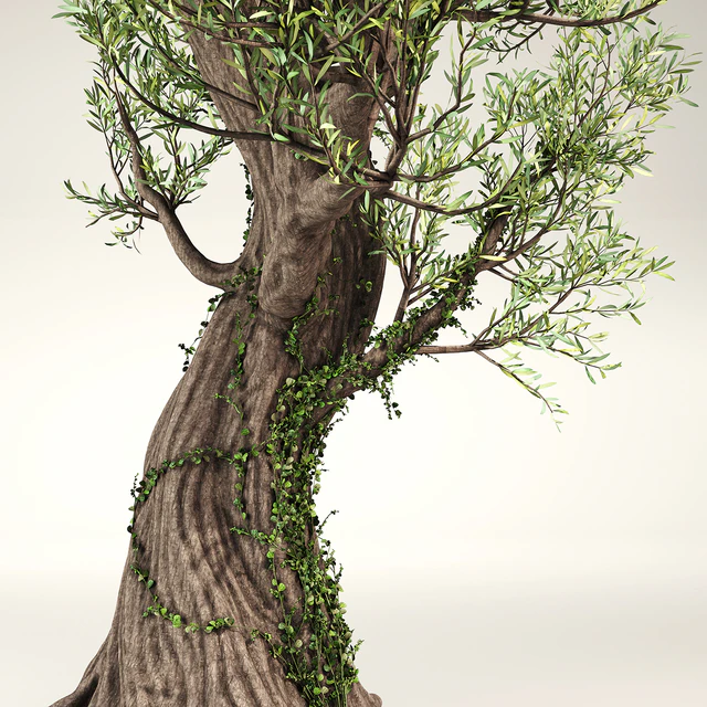 Olive Tree With Vines — Descargar
