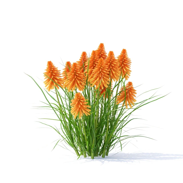Knifofia flowers | Kniphofia — Descargar