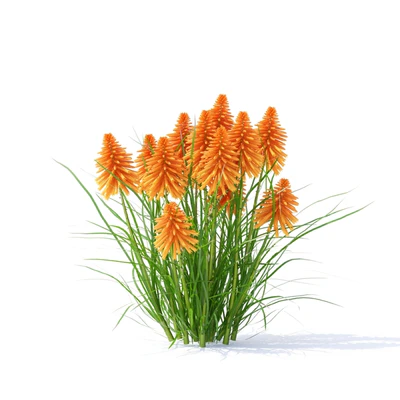 Knifofia flowers | Kniphofia — Ver 2