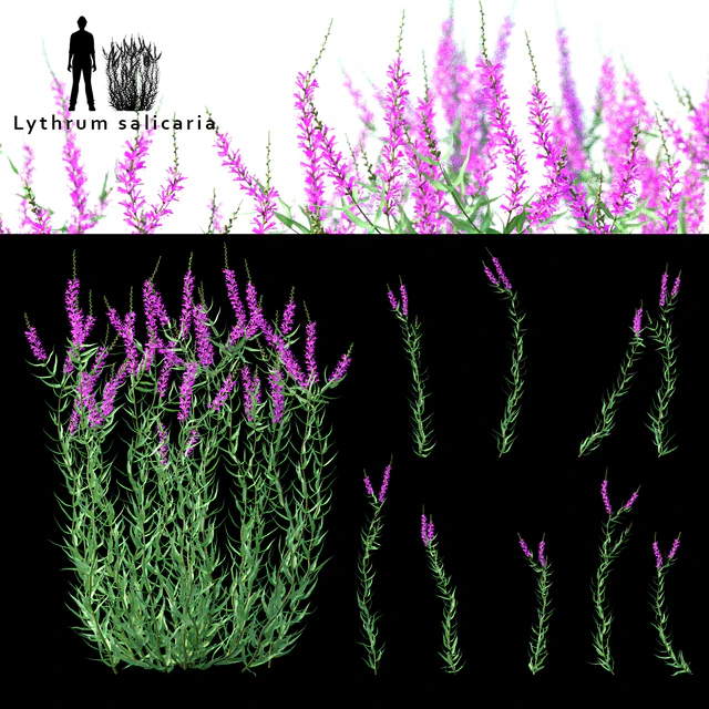 Дербенник иволистный цветы | Lythrum salicaria — Скачать