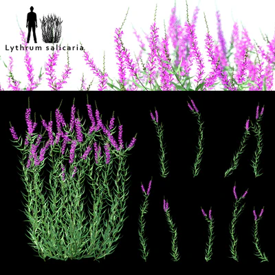 Дербенник иволистный цветы | Lythrum salicaria — Вид 1