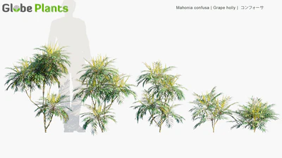 mahonia confusa — download