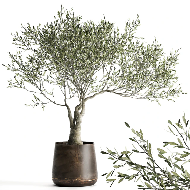 A small olive tree in a rusty metal pot and flowerpot.  969. — Descargar