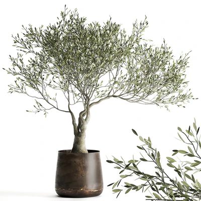 A small olive tree in a rusty metal pot and flowerpot.  969. — Ver 6