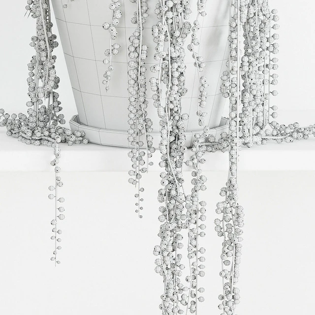 String Of Pearls Plant 3 — Descargar