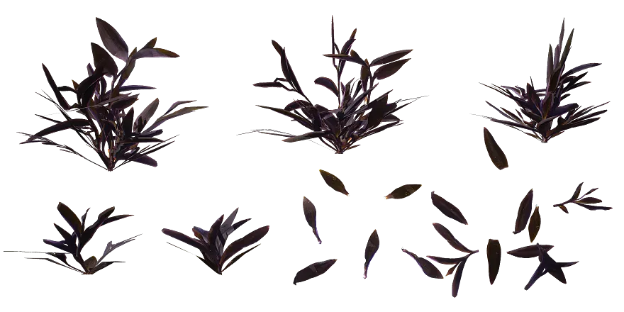 purple heart plant 012 — Descargar