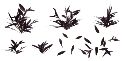 purple heart plant 012 — Descargar