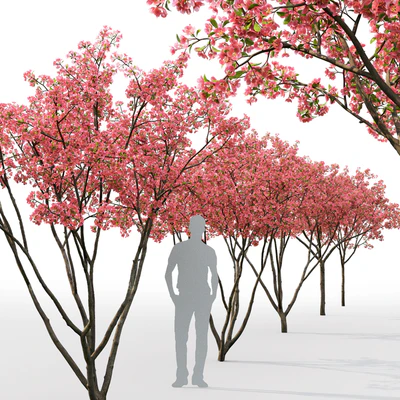 Blooming Apple Tree | Malus Hybridus flowering # 1 — Ver 2