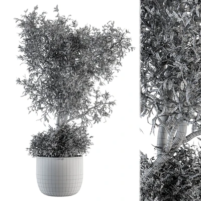 Outdoor Plant Set 178 - Plant in Pot — Вид 3