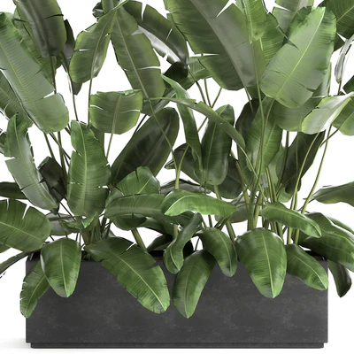 Lush exotic thickets of bushes banana palm ravenala, Strelitzia in a metal pot flowerbed. 866. — Ver 4