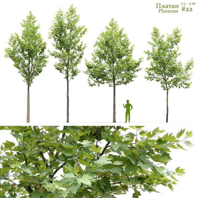 Sycamore / Platanus #22 — Descargar