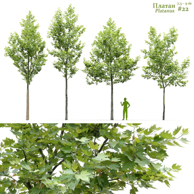 Sycamore / Platanus #22 — Ver 1
