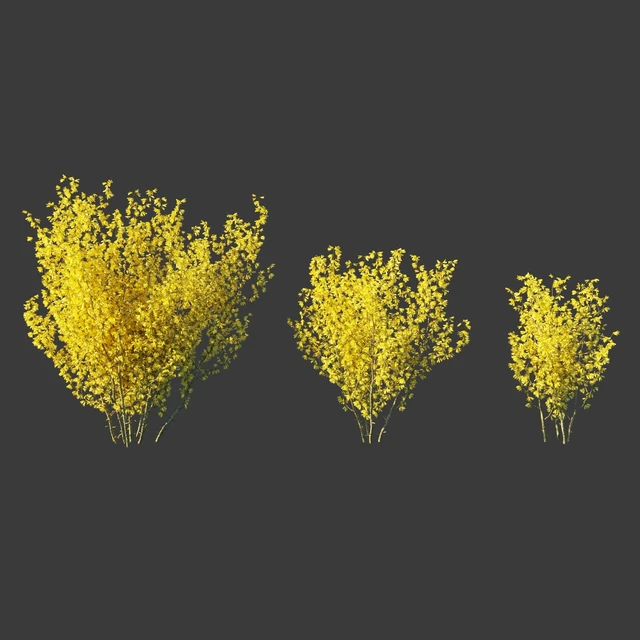 Forsythia Medium / Forsythia intermedia — Descargar