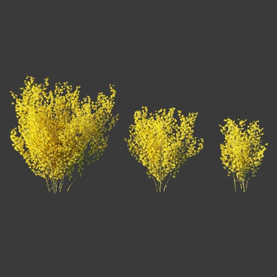 Forsythia Medium / Forsythia intermedia — Ver 1