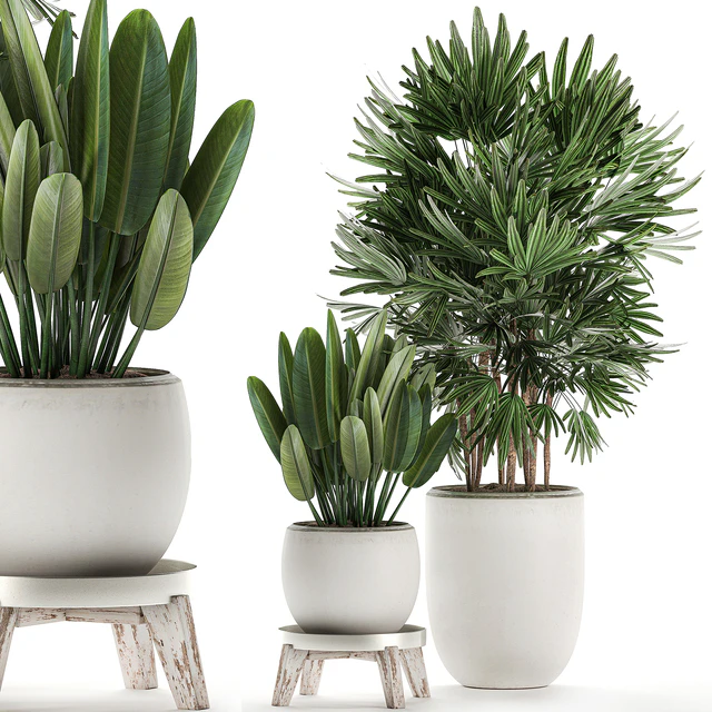 Beautiful small lush ornamental palm bushes in a white modern pot with strelitzia, Rhapis. Set 502. — Descargar