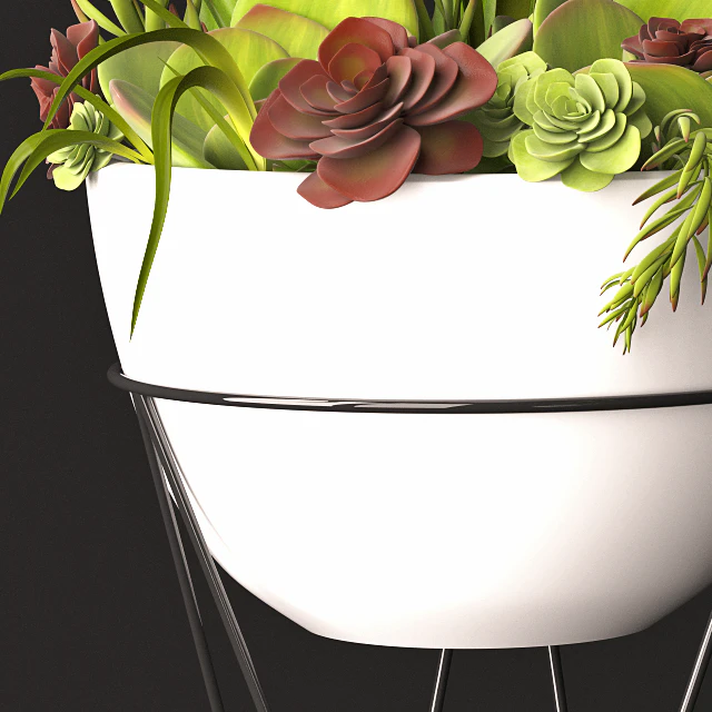Succulent arrangement — Descargar