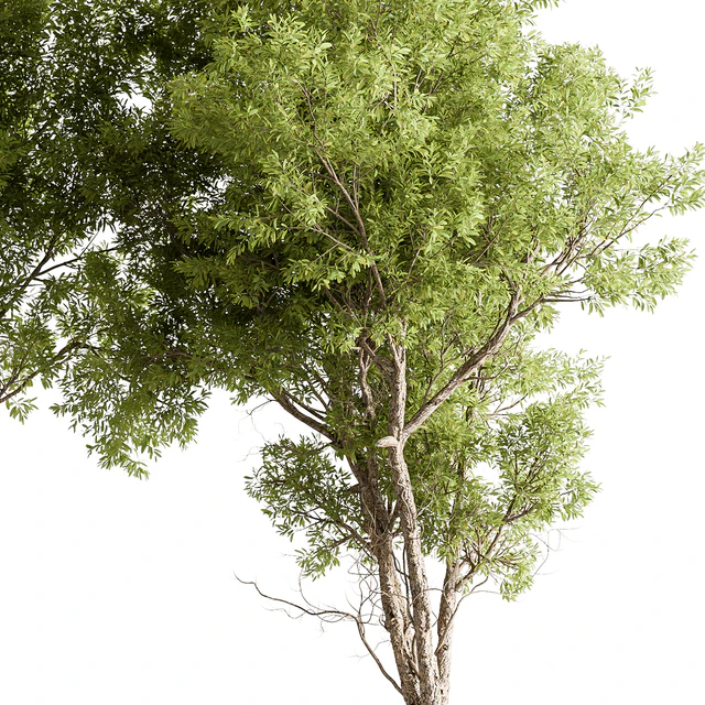 Broadleaf Tree Set 318 — Download