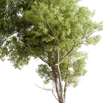 Broadleaf Tree Set 318 — View 3