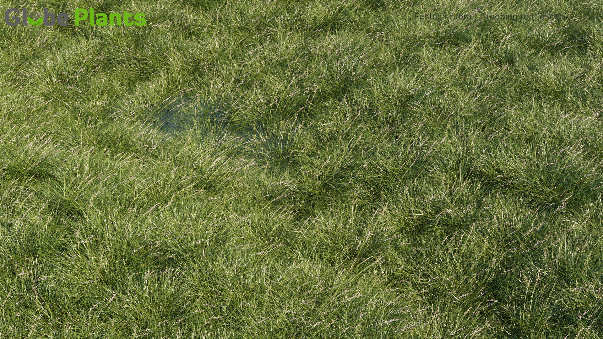 festuca rubra — Download