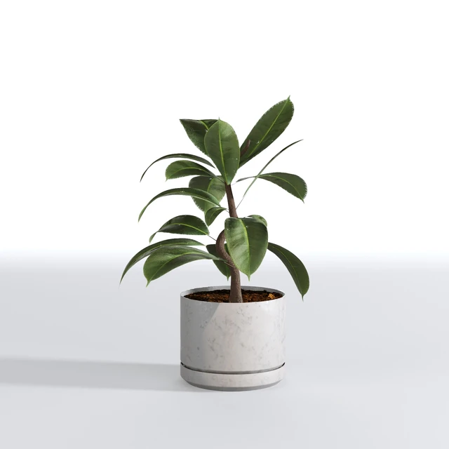Indoor Plants Collection - Set 03 — Download