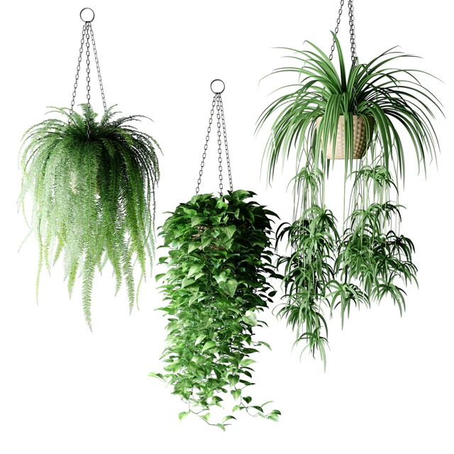 Plants in hanging wicker planters | Plants in Hanging Wicker Planters — Descargar
