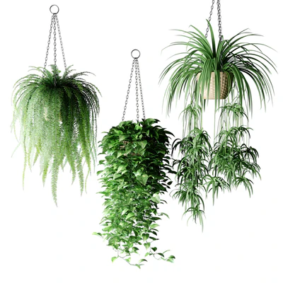 Plants in hanging wicker planters | Plants in Hanging Wicker Planters — Ver 2