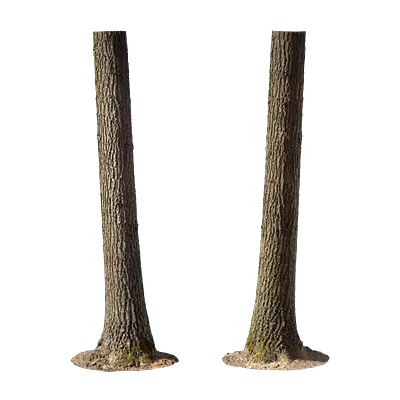 oak tree trunk 001 — Descargar