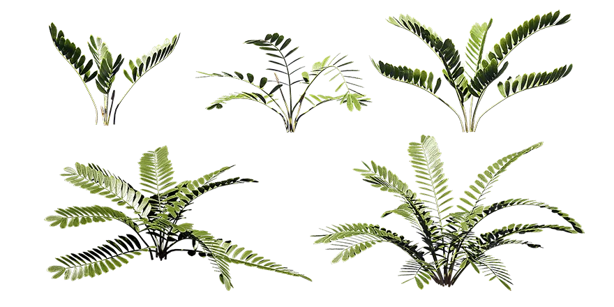 zamia palm 001 — Descargar