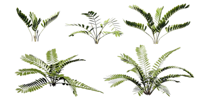 zamia palm 001 — Descargar