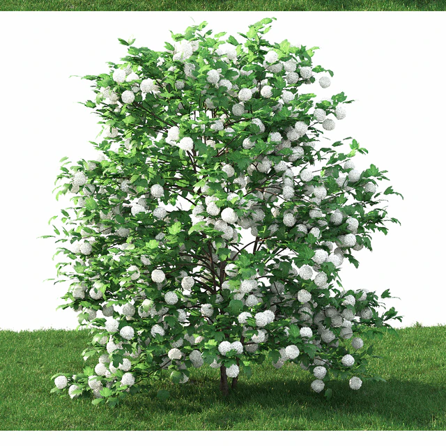 Viburnum — Скачать