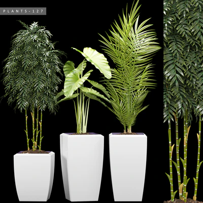 PLANTS 127 — Вид 1