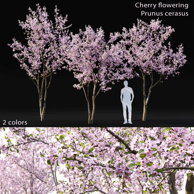 Prunus cerasus — Скачать