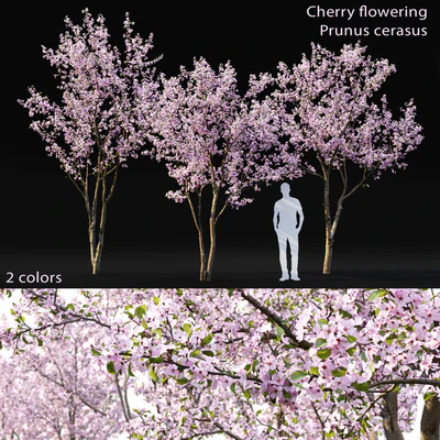 Prunus cerasus — Вид 1