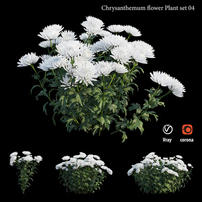 Chrysanthemum flower plant set 04 — Ver 1
