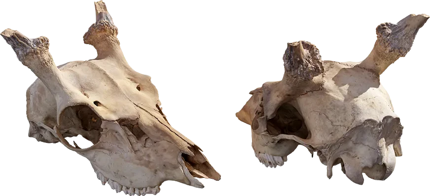 animal skull 009 — Скачать