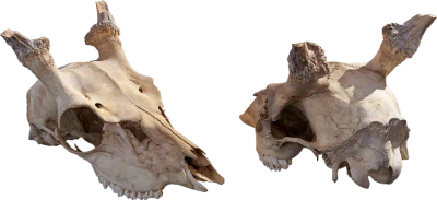 animal skull 009 — Скачать