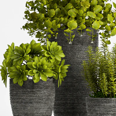 PLANT SET - 75 — Ver 2
