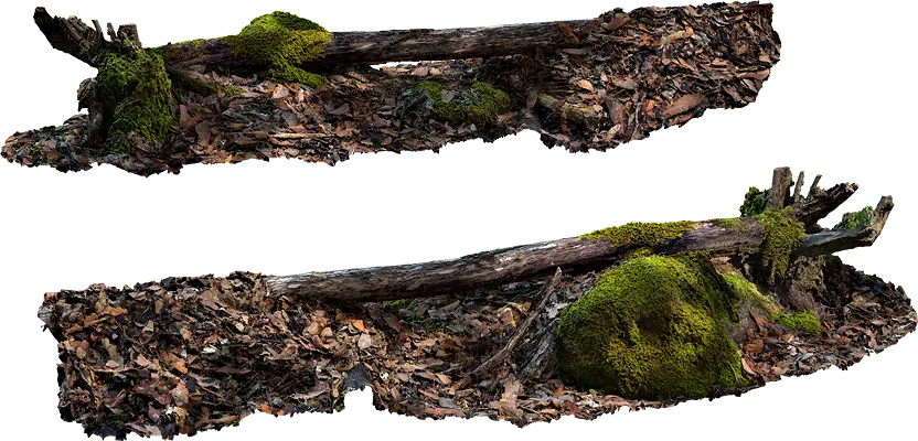 fallen log 001 — Descargar