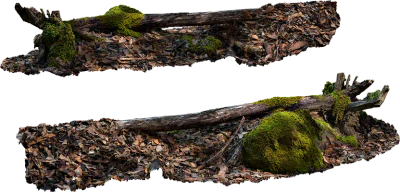 fallen log 001 — Descargar
