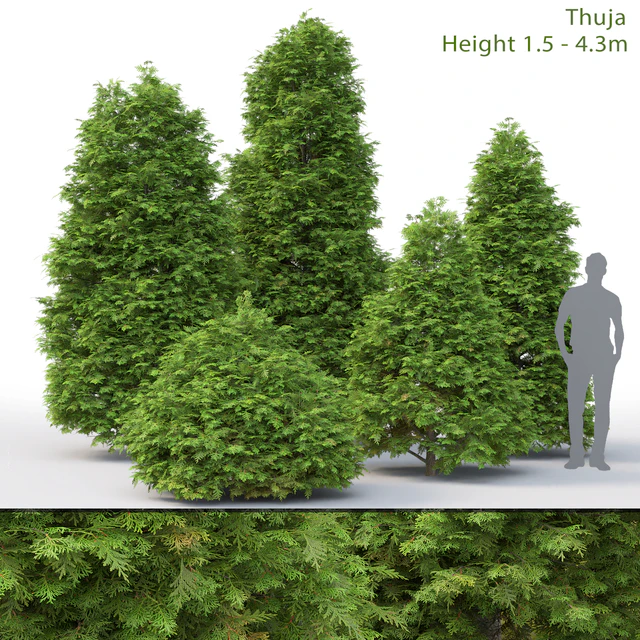 Thuja — Скачать