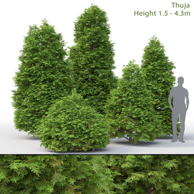 Thuja — Вид 1