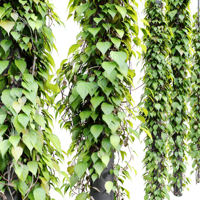 Vine plant 3 — Descargar