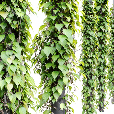 Vine plant 3 — Ver 3