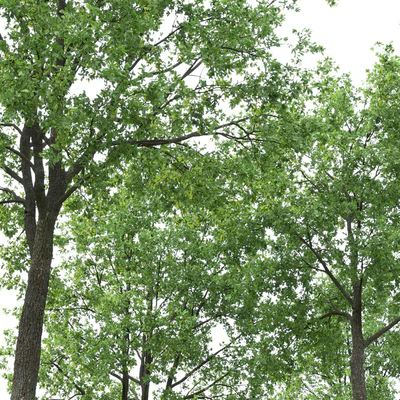 Oak — Вид 2