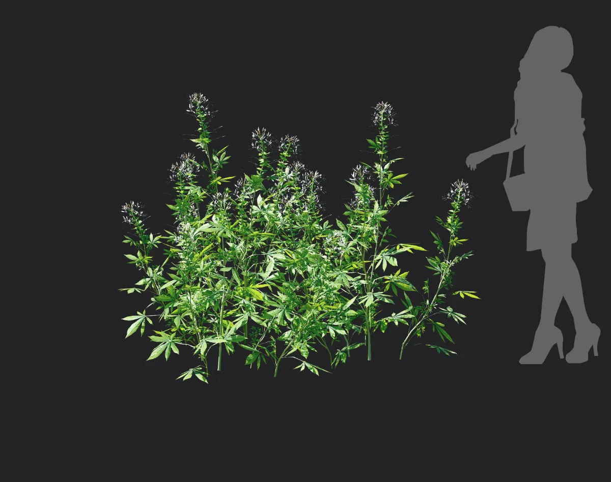 cleome spinosa 006 — Скачать