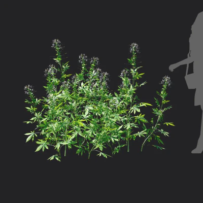 cleome spinosa 006 — Скачать