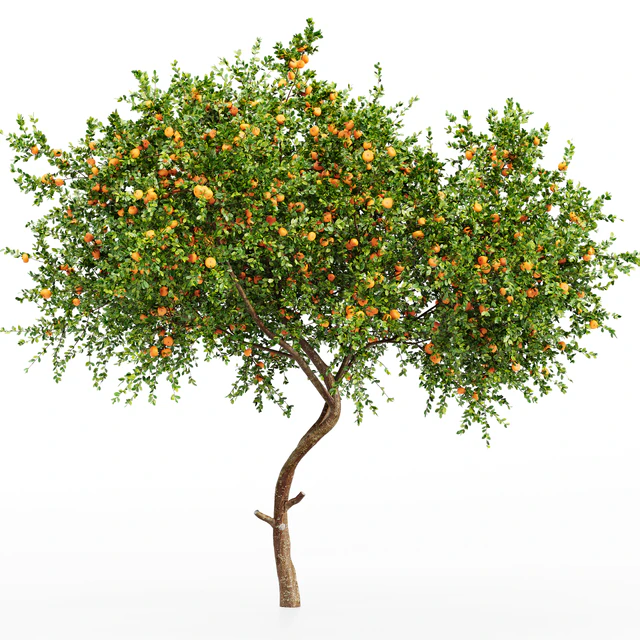New Plant Orange fruit Tangerine tree001 — Descargar