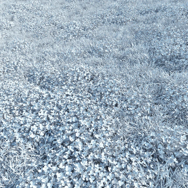 Lawn - bluegrass with clover — Descargar