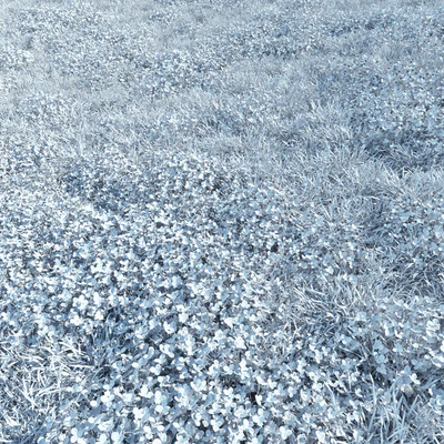 Lawn - bluegrass with clover — Ver 3