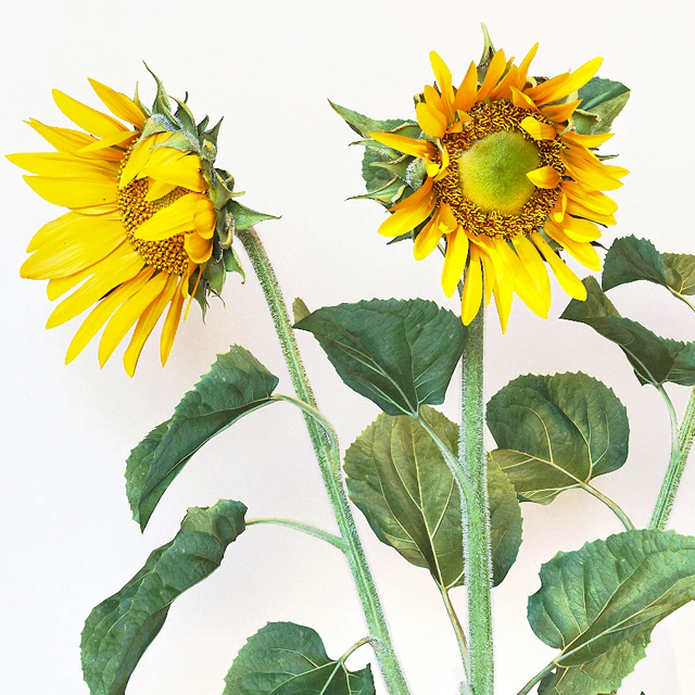 Sunflower2 — Скачать